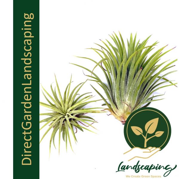 Tillandsia Ionantha Rubra