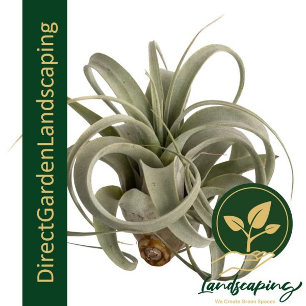 Tillandsia Xerografica