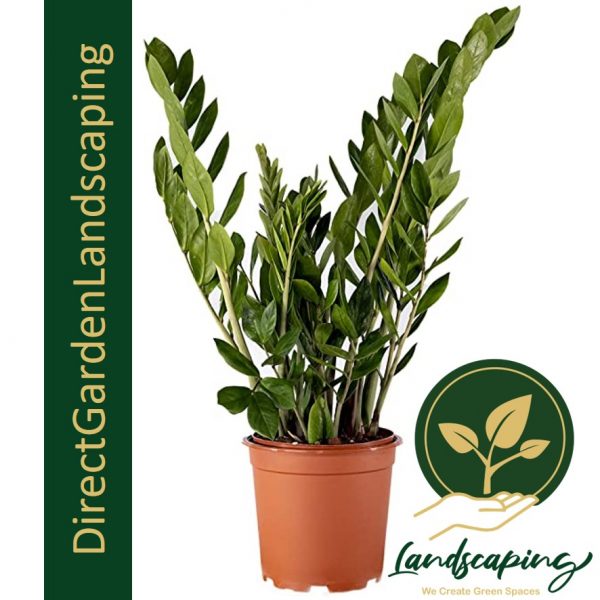 Zamioculcas Zamiifolia ZZ Plant Extra Large floor plant