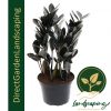 Zamioculcas zamiifolia Raven Black, ZZ plant Raven Black, Zanzibar Gem