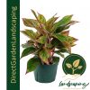 Aglaonema Siam Red Aurora