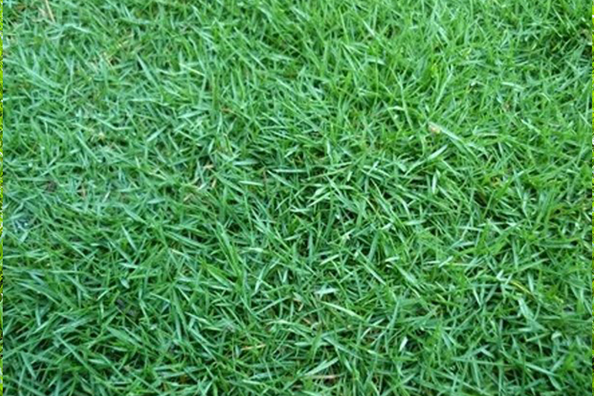 Carpet Grass (Zoysia matrella)
