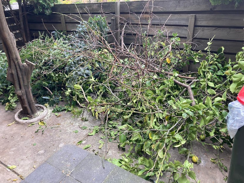 dried branches for disposal