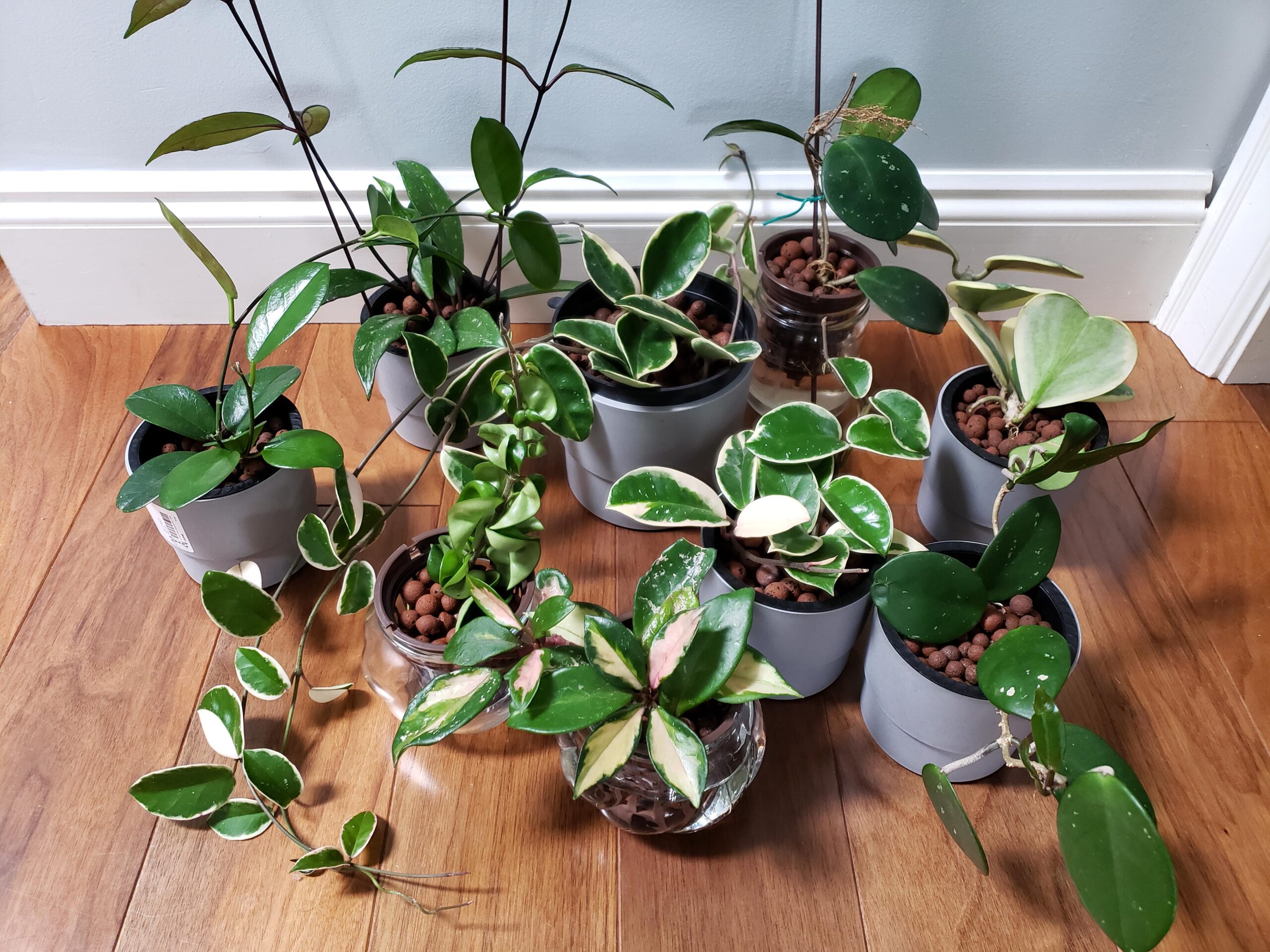 indoor hydroculture plants